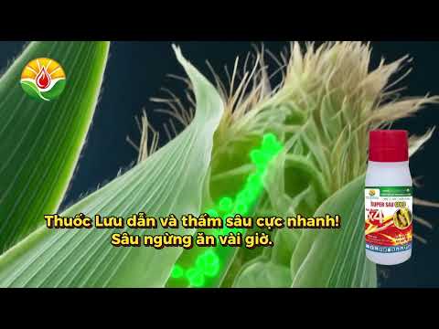Bí Quyết Diệt Sạch Sâu Đục Thân Kháng Thuốc Bằng SUPER SAU GOLD | GOAT NTN Việt Nam