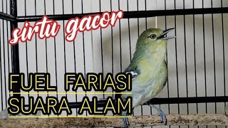 Download lagu apapun jenis SIRTUmu pasti akan langsung respon dan gacor dengar pangilan sirtu/cipoh ini. mp3