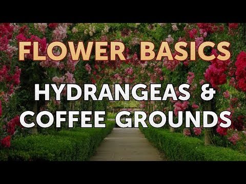 How to Get More Canna Lily Blooms