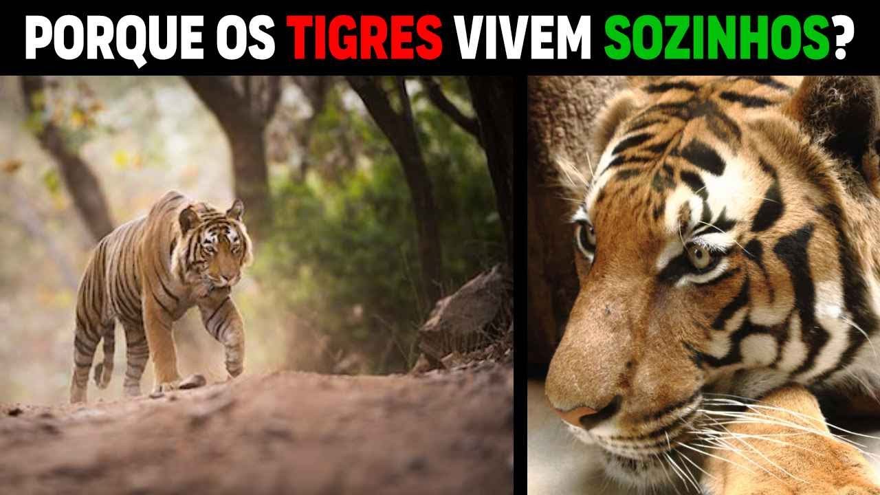 Tigres - PORQUE ELES VIVEM SOZINHOS?