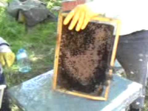 premestuvanje od dadan blat vo rodna voja 23 april 2010.3gp