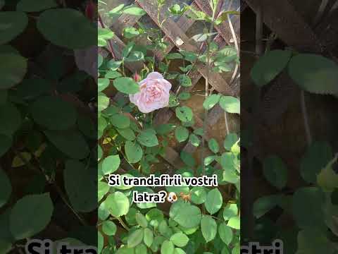 #gradinarit #flowers #plants #garden #gradinardeocazie #catei