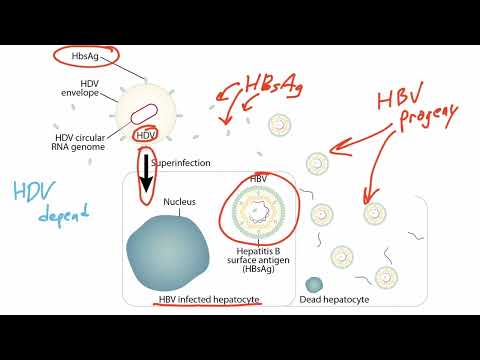 Viral Genetics for the USMLE Step 1