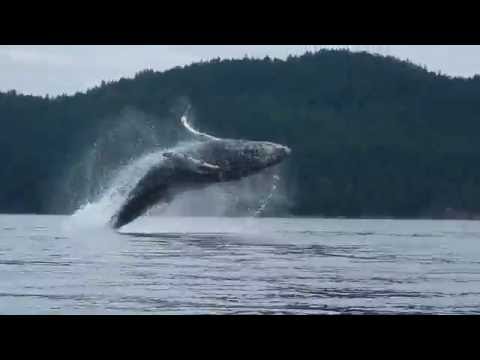 Humpback whales breach near BC kayakers