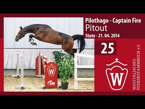 25 Pitout  Stute v. Pilothago - Captain Fire