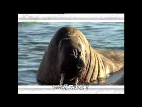 野生動物は気候に遅れをとっている