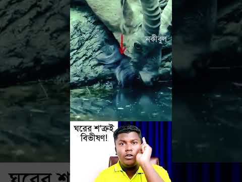 Atai bastob! #youtubeshorts #nokibulhasan #trendingshorts #shortsfeed