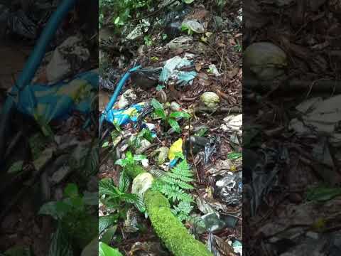NAIRA RESPONSÁVEL PELA COLETA DO LIXO X CRIME AMBIENTAL EM JUQUITIBA , O POVO É PORCO ?