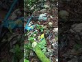 NAIRA RESPONSÁVEL PELA COLETA DO LIXO X CRIME AMBIENTAL EM JUQUITIBA , O POVO É PORCO ?