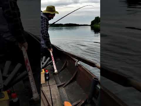 Juhannuslohi 10,26 kg 25.6.2021