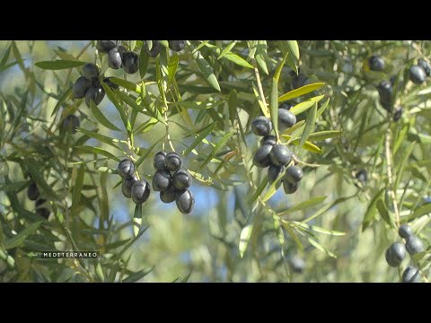 MEDITERRANEO – In Jaén, Spain, where drought is having a major impact on olive oil production
