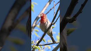 Download lagu Suara Burung Finch Rumah Bernyanyi - Panggilan Burung Halaman Belakang mp3