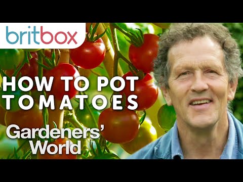 , title : 'How to Pot Tomato Plants | Top Tips | Gardeners' World'