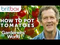 How To Pot Tomato Plants Top Tips Gardeners World