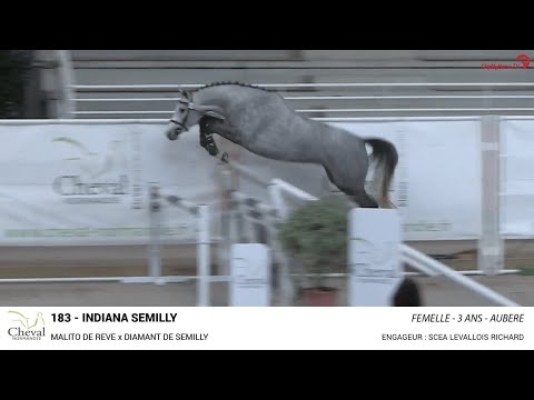 INDIANA SEMILLY (Malito de Rêve x Diamant de Semilly) 3YO - winner regional show