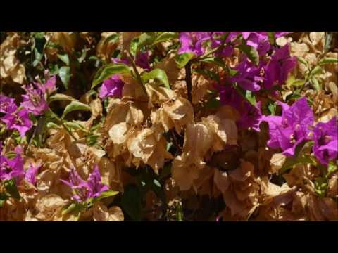 Anamnèse de la Petite Messe  (chant liturgique)