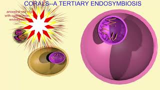 EUKARYOGENESIS the origin of eukaryotes: Part 7--Secondary Endosymbiosis