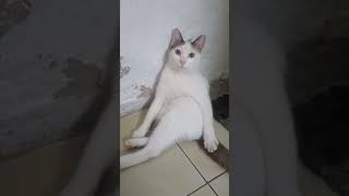 Download lagu lagi santai kawan #kucinglucu #shortvideo mp3