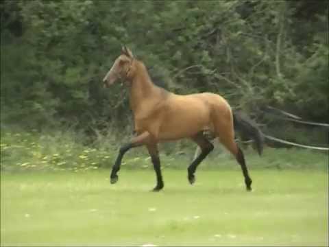 Aga Khan A - Arasien colt (Akhal-Teke x Arabian performers)