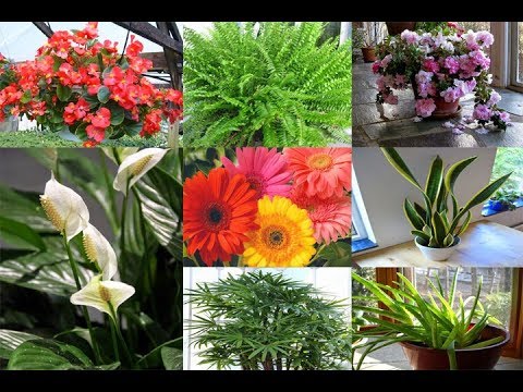 8 lulet më të mira për të pastruar ajrin brenda shtëpisë!