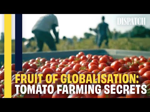 Red Gold: The Secret History Of The Tomato Industry | Full Food Corruption Investigation Documentary