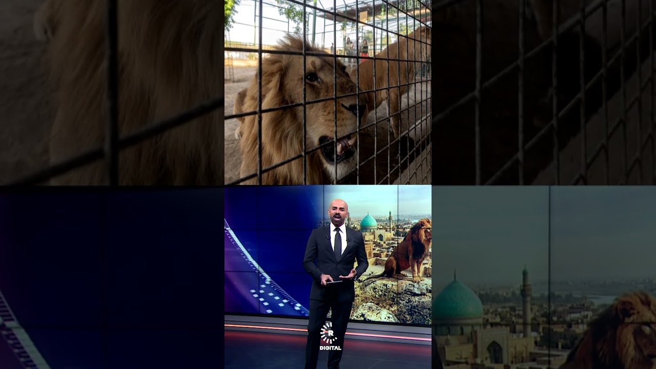 ڤیدیۆ | هەرکەس لە عێراق شێر و گیانداری دیکەی دڕندەی هەیە دەبێت رادەستیان بکات