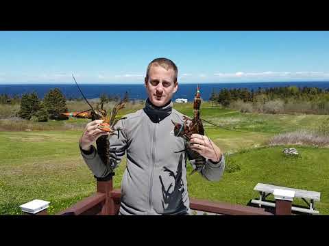 Gaspésie - Canada - une faune impressionnante