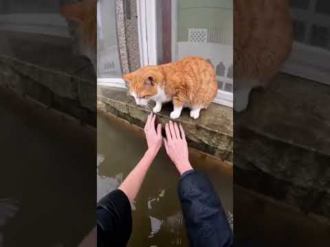 Poor cats🥺 #cat #sad #poor #ai