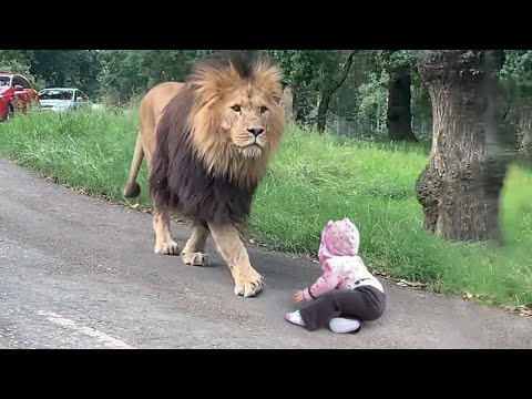 3rd YouTube video about how well can lions smell