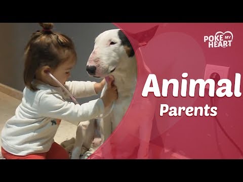 Adorable Animal Parents