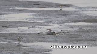 ヒメハマシギ、キリアイ、トウネンほか(動画あり)