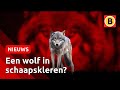 ZO herken je een WOLF | Omroep Brabant