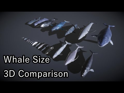 Whale Size 3D Comparison | Biggest Whales in the world | Blue Whale