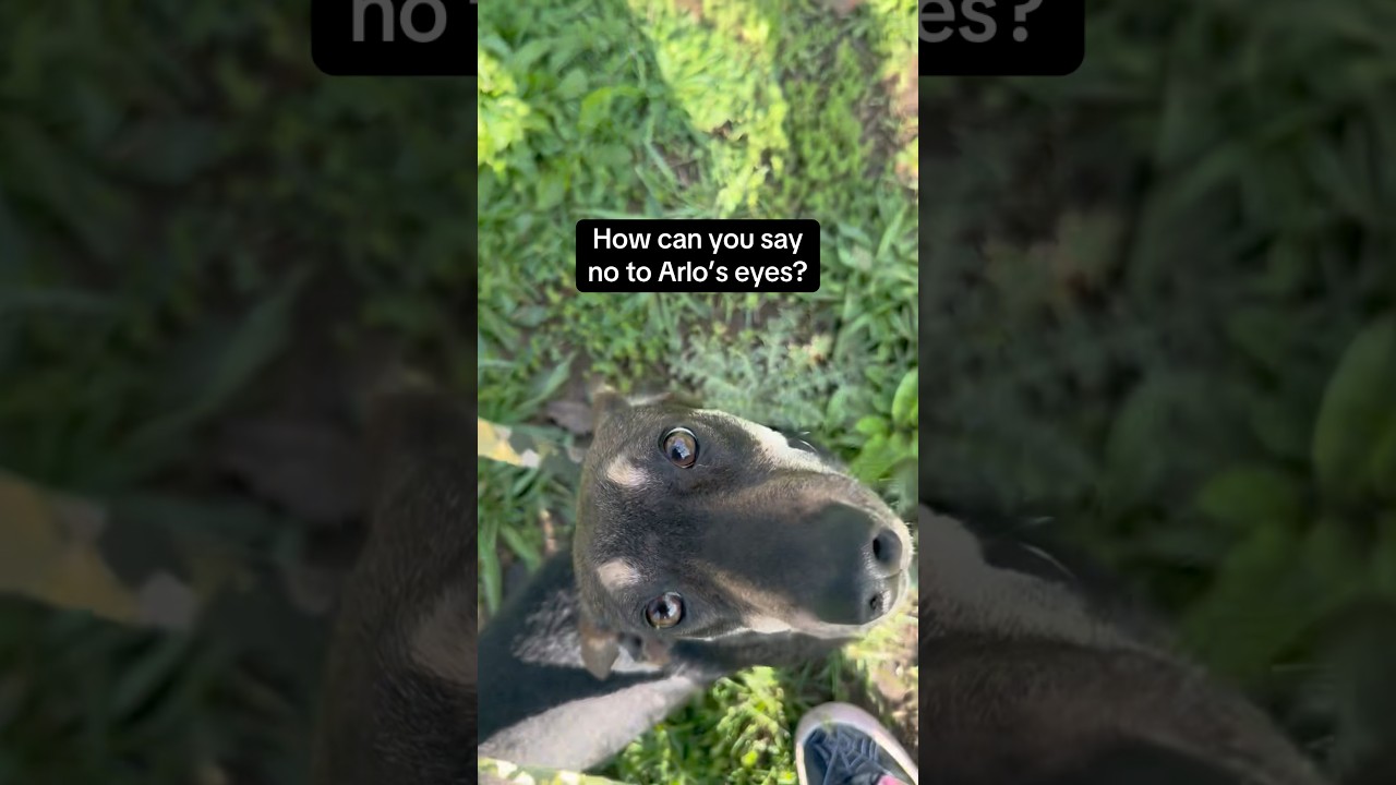 Arlo bonded with Easton, a Adoptable mixed breed in Blue Springs, MO video 2/3