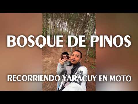 Así se ve el bosque de pinos de La Puente, Yaracuy.