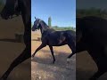 Hongre 3 ans GLASGOW W VH MERELSNEST X Elan de la Cour