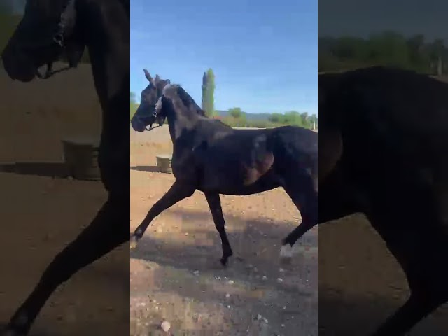 Hongre 3 ans GLASGOW W VH MERELSNEST X Elan de la Cour 