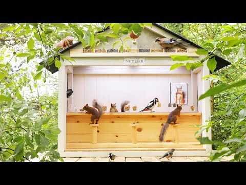 Movie Squirrels Nut Bar - Hang out with Squirrels and Birds ( 1 Hour, 4K )