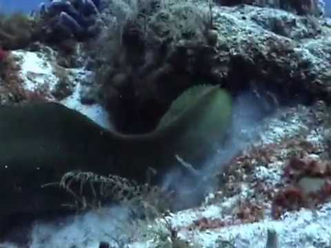 Green Moray and Octopus Fighting