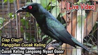 Download lagu CIAP CIAP‼️ SUARA PANGGILAN CUCAK KELING PALING AMPUH UNTUK PANCINGAN CUCAK KELING mp3