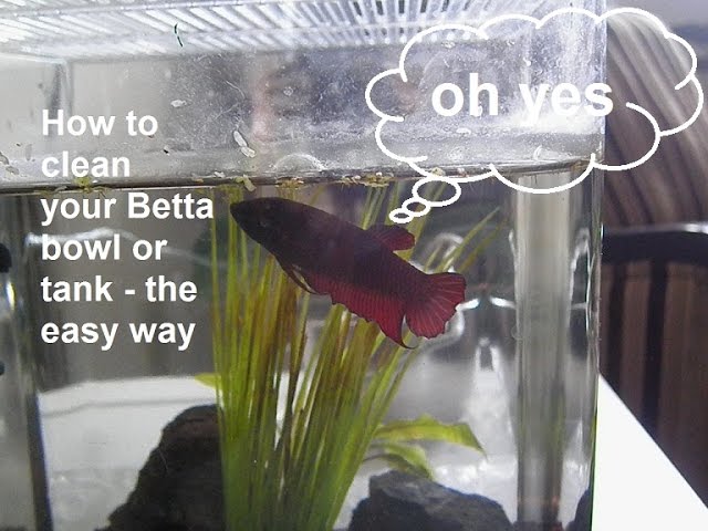 How to clean your Betta fish bowl or tank - the easy way