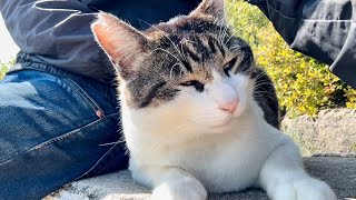 体付けてベンチでくつろいでる人懐っこくてかわいい猫ちゃん