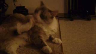 Groovin  Cat / Pump - Bionic Jive