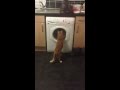 Funny Cat Washer Machine