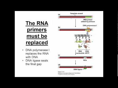 DNA Replication II