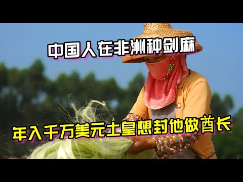 劍麻