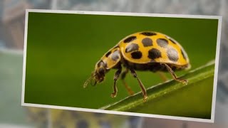 What Do Yellow Ladybugs Eat?