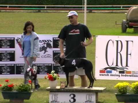 European Derby Veterans final 280m MIX OR whippet
