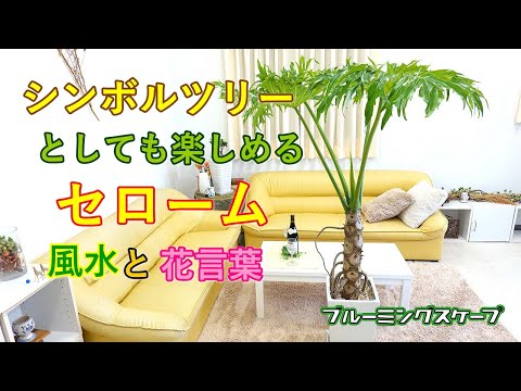 園芸 セロウム フィロデンドロン、セロウム、木のフィロデンドロン