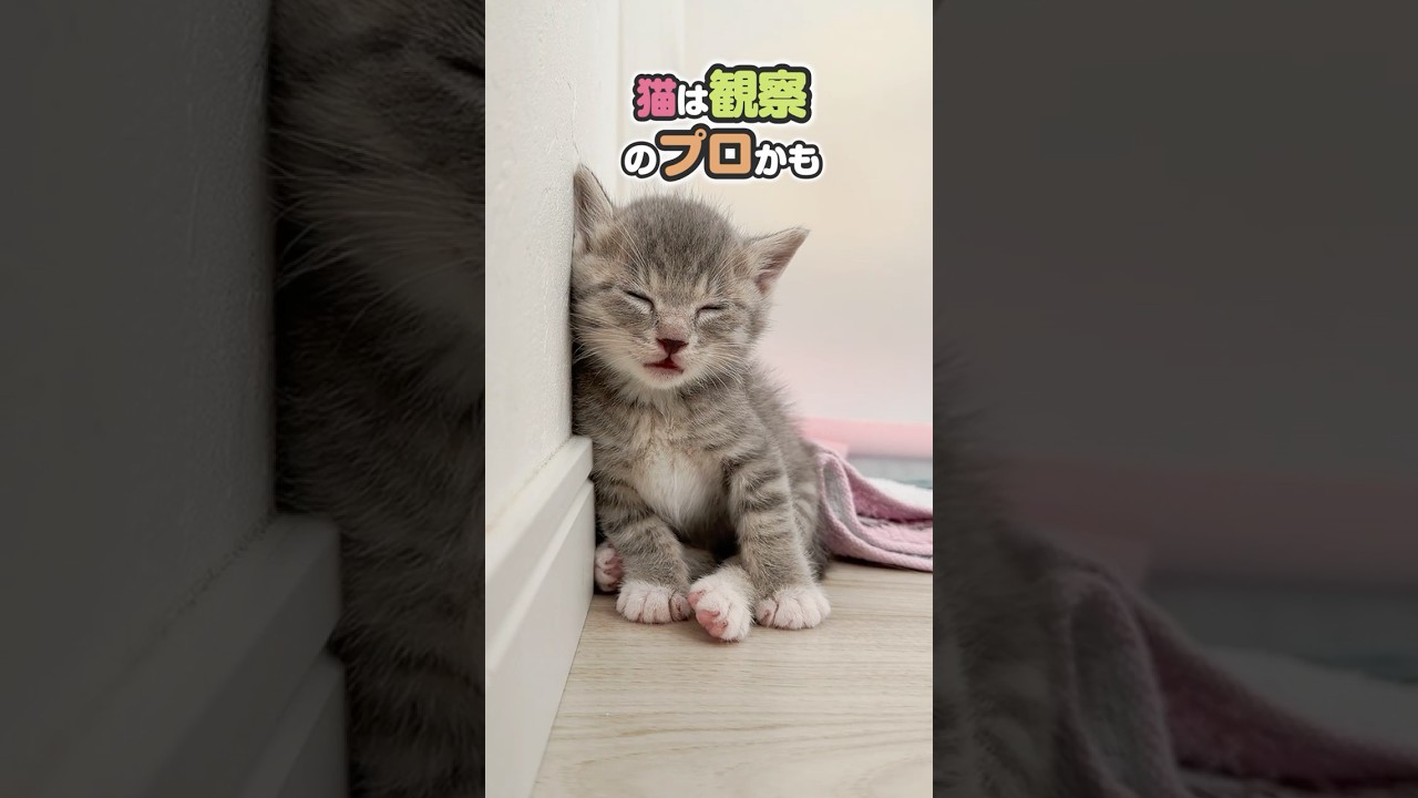 「カクン」子猫の寝落ちはかわいすぎる！無防備で一生懸命起きたい気持ち。猫は観察のプロかもしれない【保護猫生活】